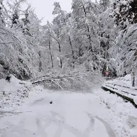 Einsatz_THL_Baum_2023-12-02_3.jpg